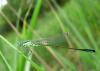 87710 – Photo : Antoine Guibentif – France (40)