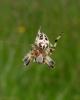 87434 – Photo : Vincent VALLI – France (18)