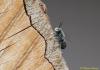 87520 – Photo : Patrick Straub – France (68)