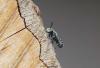 87640 – Photo : Patrick Straub – France (68)
