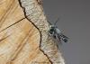 87639 – Photo : Patrick Straub – France (68)