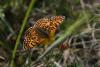 87786 – Photo : David Drouet – France (50)