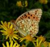 87929 – Photo : Pelouard – France (05)