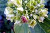 87736 – Photo : Sophie Fonck – France (59)