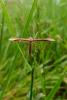 87462 – Photo : Vita – France (53)