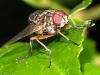 87595 – Photo : Amaury de la Pinsonnais – France (44)