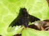 87530 – Photo : Amaury de la Pinsonnais – France (44)