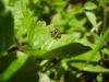 87432 – Photo : Jean-Claude HENRION – France (55)