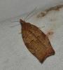 87991 – Photo : Guillaume Chorgnon – France (69)