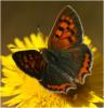 87052 – Photo : Pensa Eric – France (83)