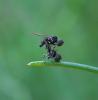 87478 – Photo : H. Dumas – France (13)