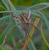 87071 – Photo : Josselyne Bayle – France (33)