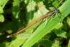 87465 – Photo : Denis Gaschignard – France (44)