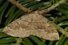 87834 – Photo : Marc Solari – France (68)
