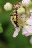 87866 – Photo : C.gager – France (49)