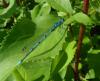 87389 – Photo : Éric Maurice – France (88)
