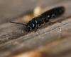 87511 – Photo : Jean-Sébastien Carteron – France (67)