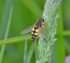 87383 – Photo : Josselyne Bayle – France (33)