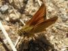 87336 – Photo : Pascal Pertuzon – France (42)