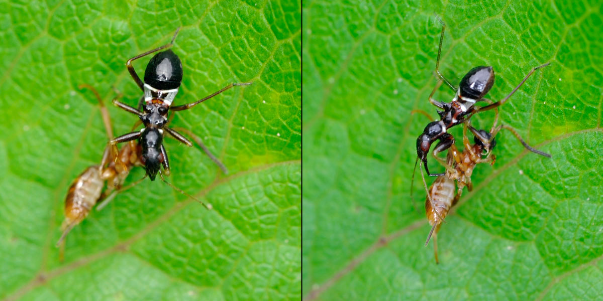 Eugène Vandebeulque - Himacerus (Aptus) mirmicoides - réf. 87619 (1200 x 600 pixels, 134 ko)