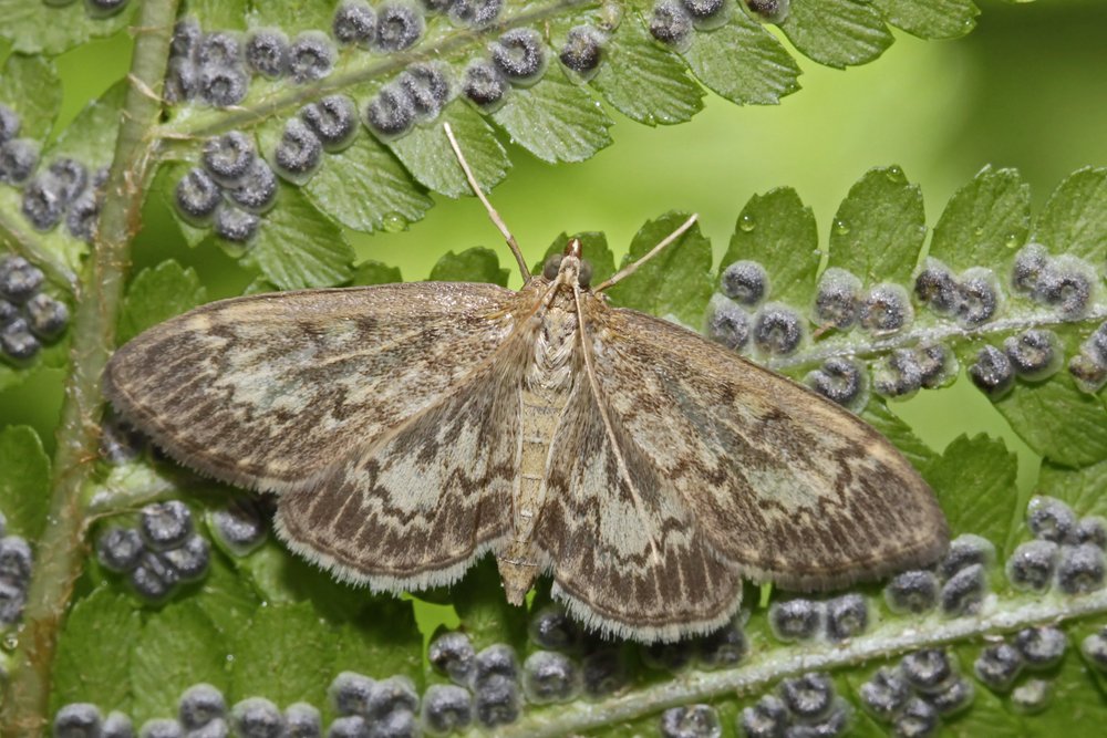 Marc Solari - Anania lancealis - réf. 87915 (1000 x 667 pixels, 154 ko)