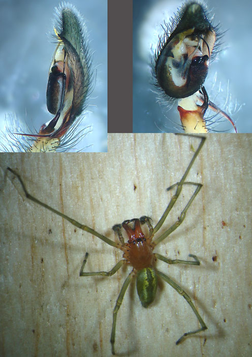 Réf. 87051 — ARACHNIDA > Araneae > Cheiracanthiidae > Cheiracanthium
