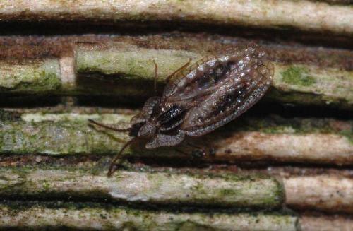 Derephysia sinuatocollis