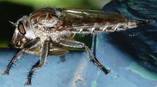 Réf. 88 486 : Machimus sp.