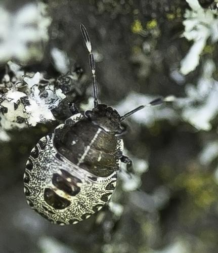 Rhaphigaster nebulosa
