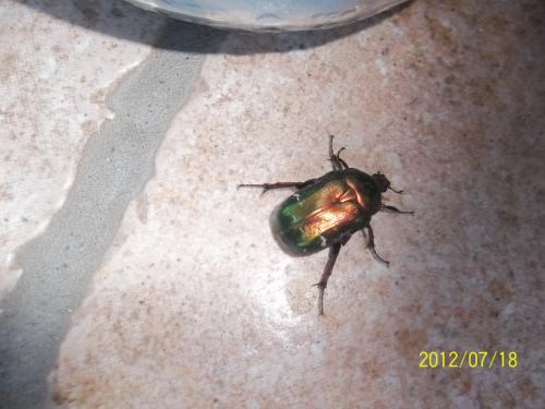Cetonia aurata aurata