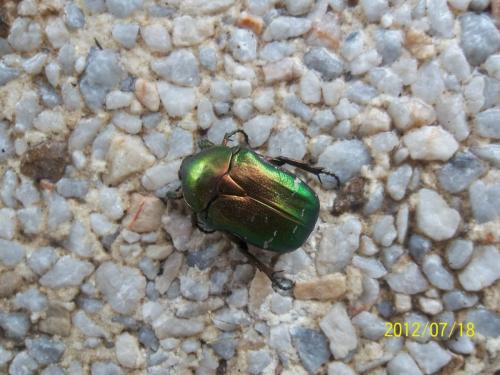 Cetonia aurata aurata