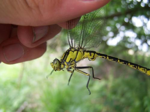 Gomphus graslinii