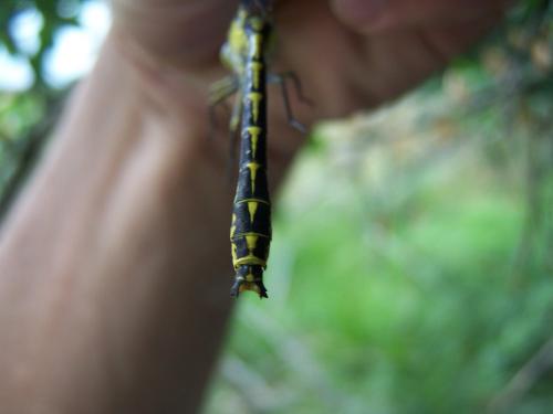 Gomphus graslinii