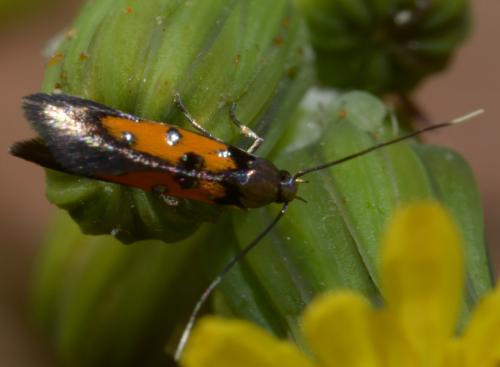 Réf. 88 710 : Chrysoclista linneella