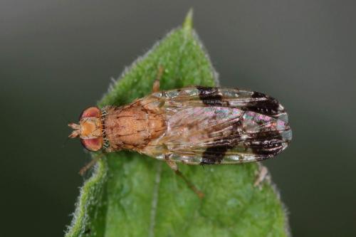 Tephritis bardanae
