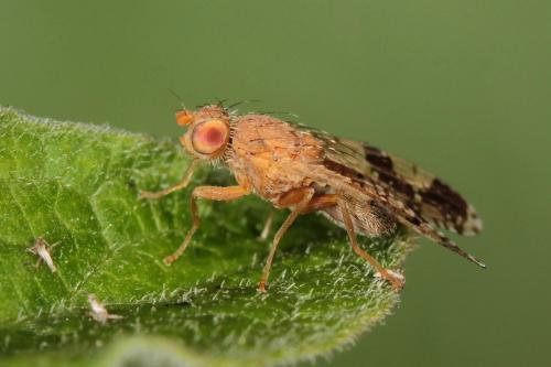 Tephritis bardanae