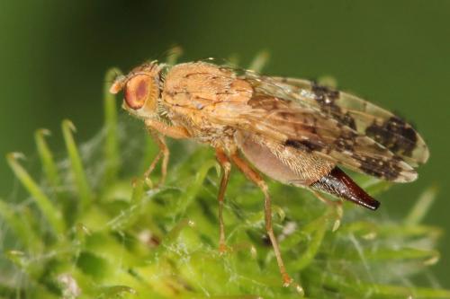 Tephritis bardanae