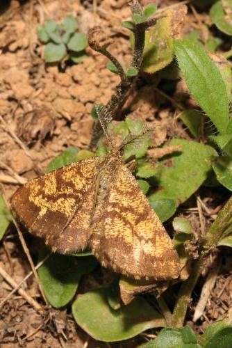 Ematurga atomaria