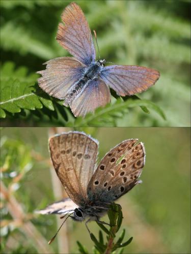 Plebejus bellieri