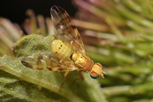 Réf. 88 194 : Terellia tussilaginis