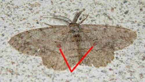 Hypomecis punctinalis