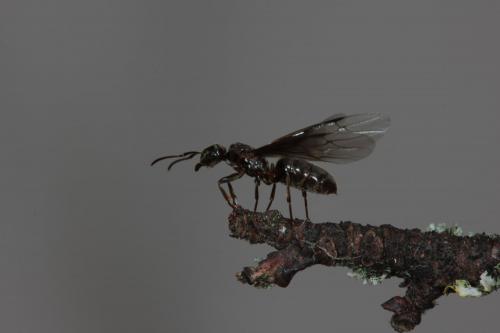 Réf. 88 820 : Lasius sp.