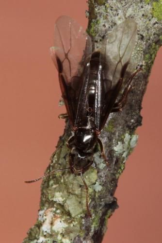 Lasius sp.