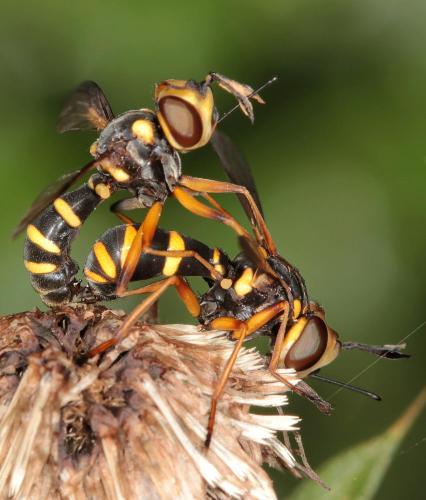 Conops scutellatus