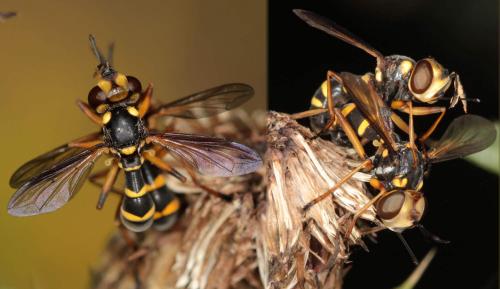 Conops scutellatus