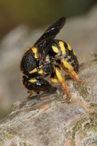 Réf. 88 661 : Anthidiellum strigatum