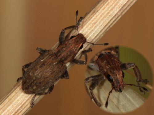 Réf. 88 819 : Sitona obsoletus