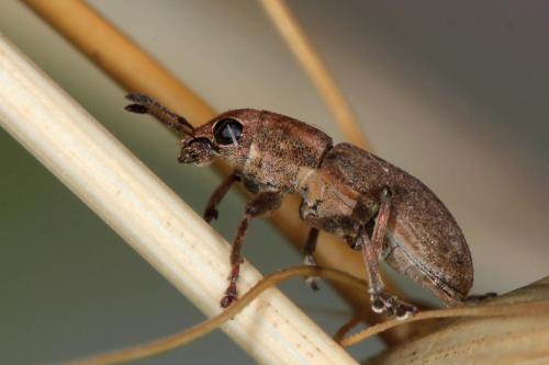Réf. 88 818 : Sitona obsoletus