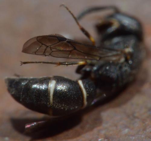 Microdynerus sp.