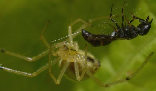 Microdynerus sp.